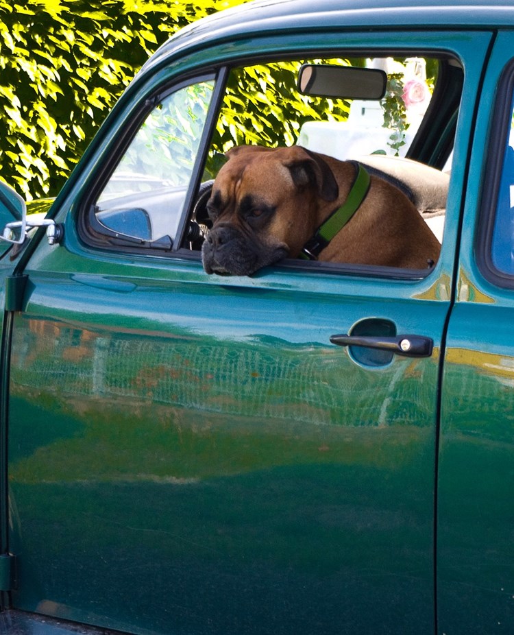 boxer i en grön vw bubbla