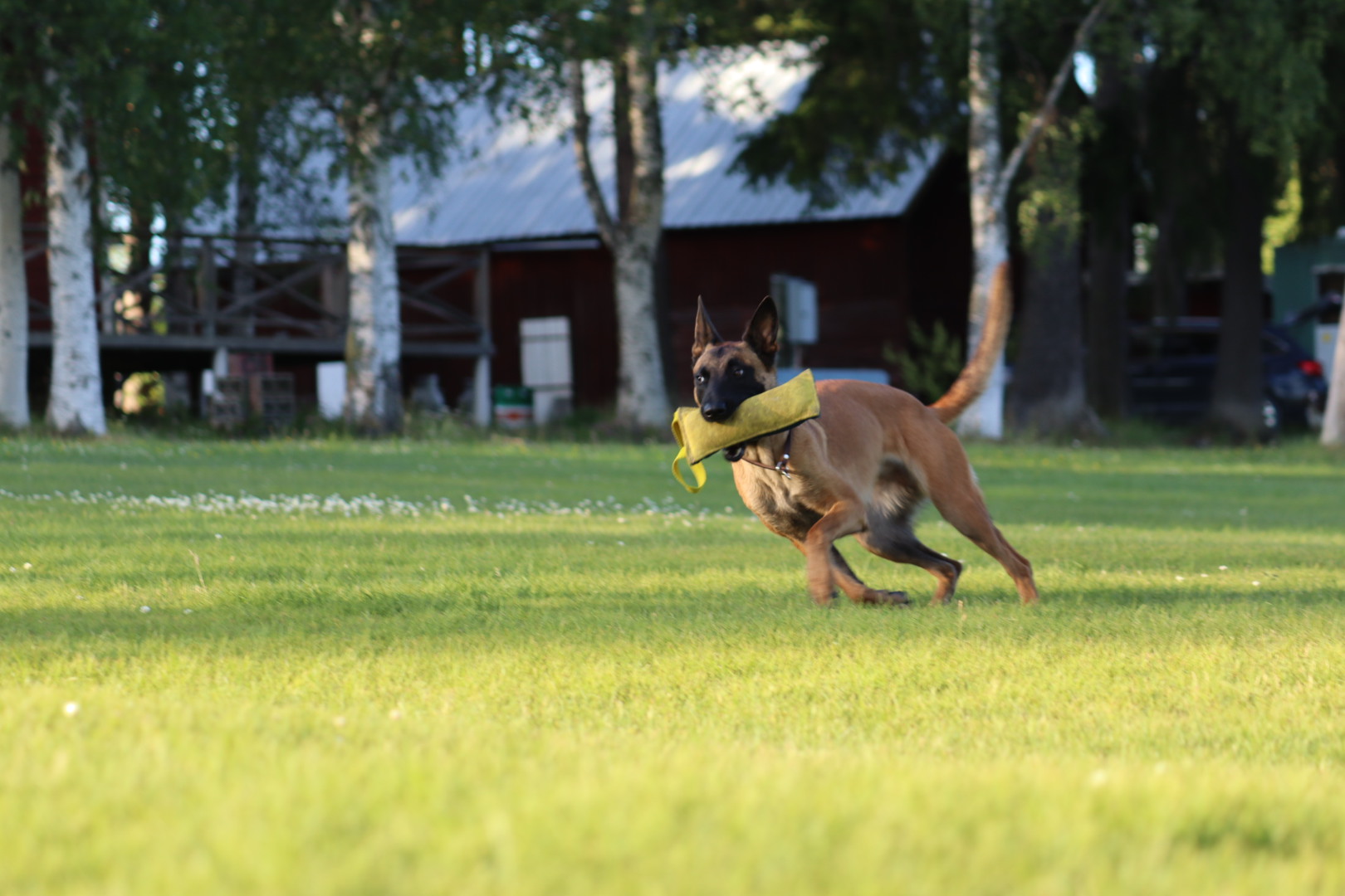 Hund som springer med leksak