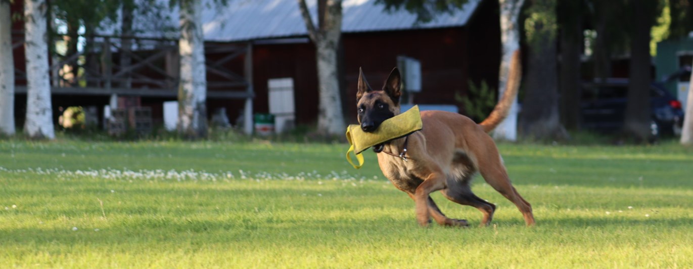 Hund som springer med leksak