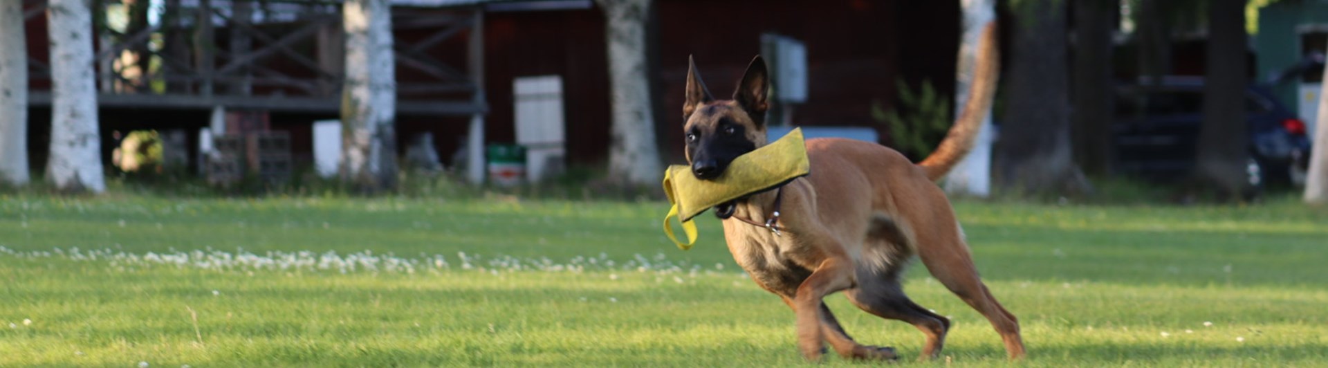 Hund som springer med leksak