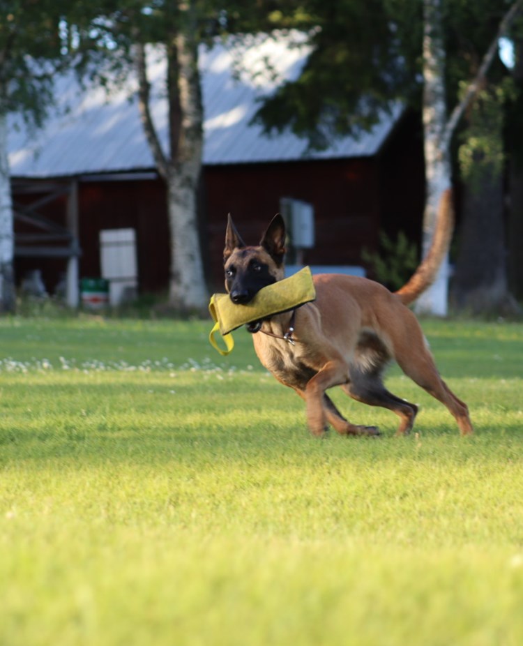Hund som springer med leksak