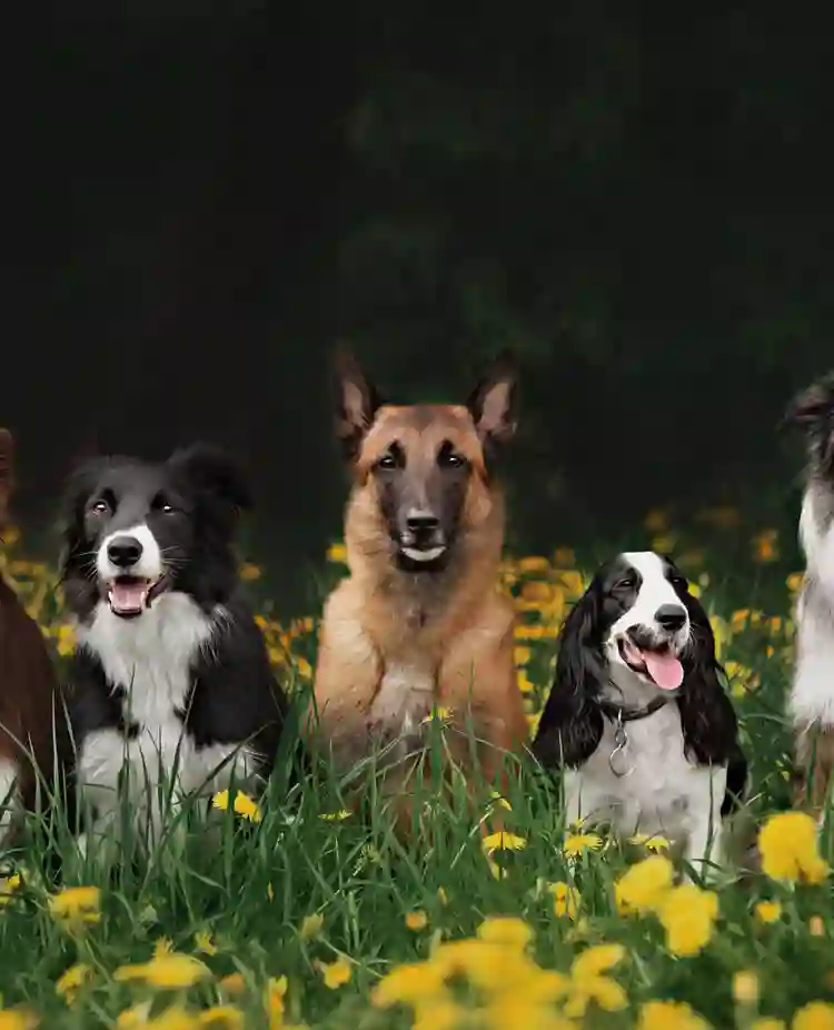 Fem hundar som ligger på en blomstrande äng