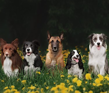 Fem hundar som ligger på en blomstrande äng