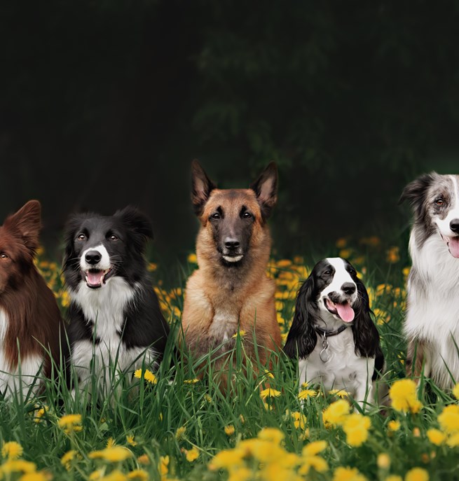Fem hundar som ligger på en blomstrande äng