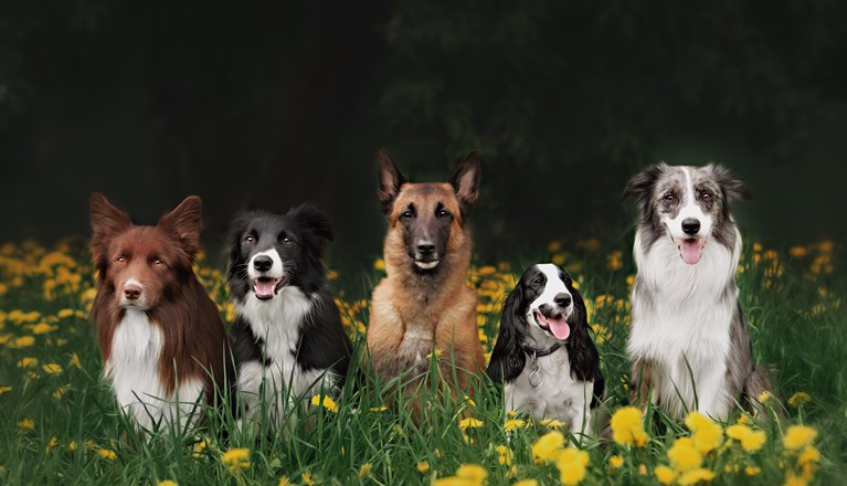 Fem hundar som ligger på en blomstrande äng