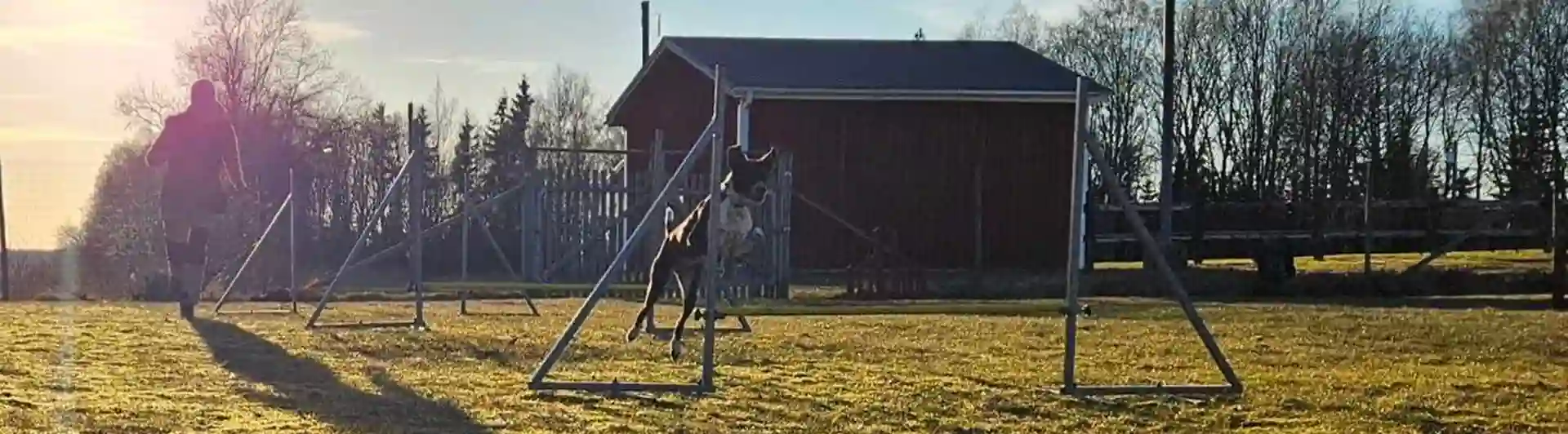 Hund hoppar över agilityhinder