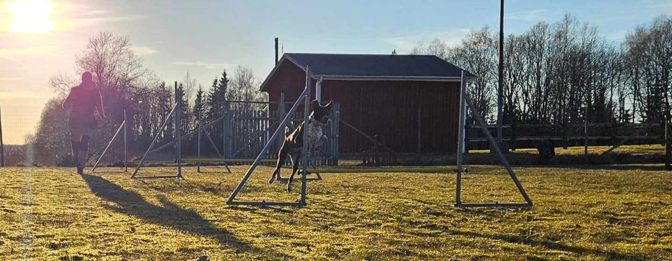 Hund hoppar över agilityhinder