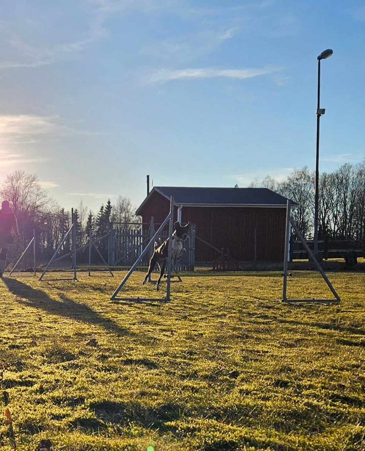 Hund hoppar över agilityhinder