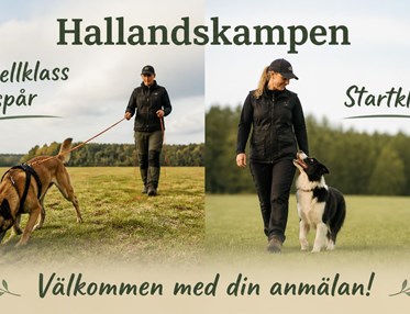 Hund som spårar och hund som går fot