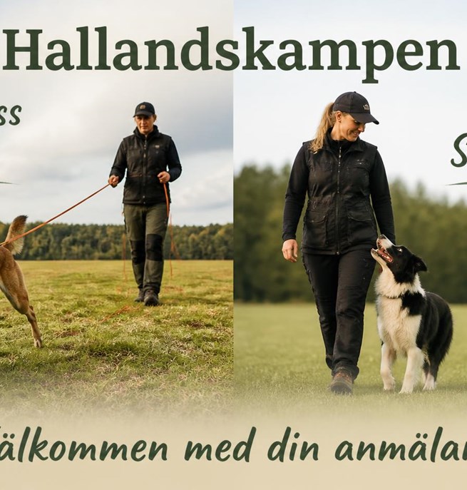 Hund som spårar och hund som går fot