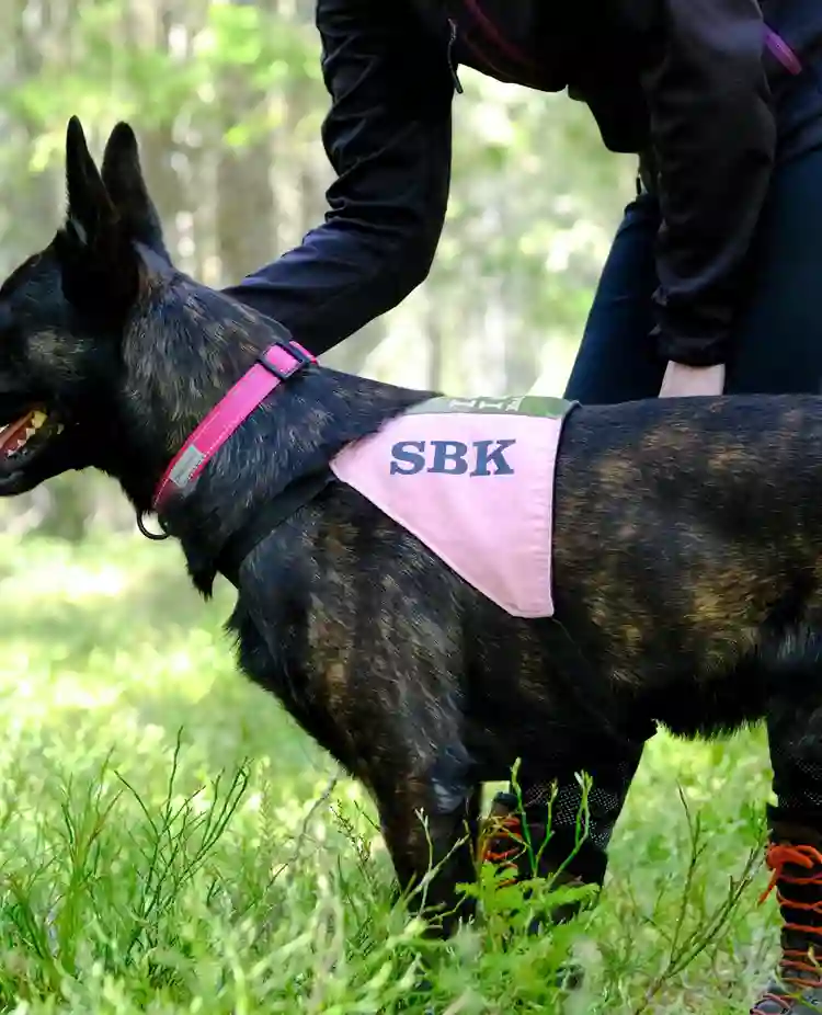 Hund i skogen med SBK täcke inför sök eller uppletande