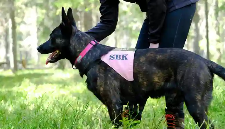 Hund i skogen med SBK täcke inför sök eller uppletande