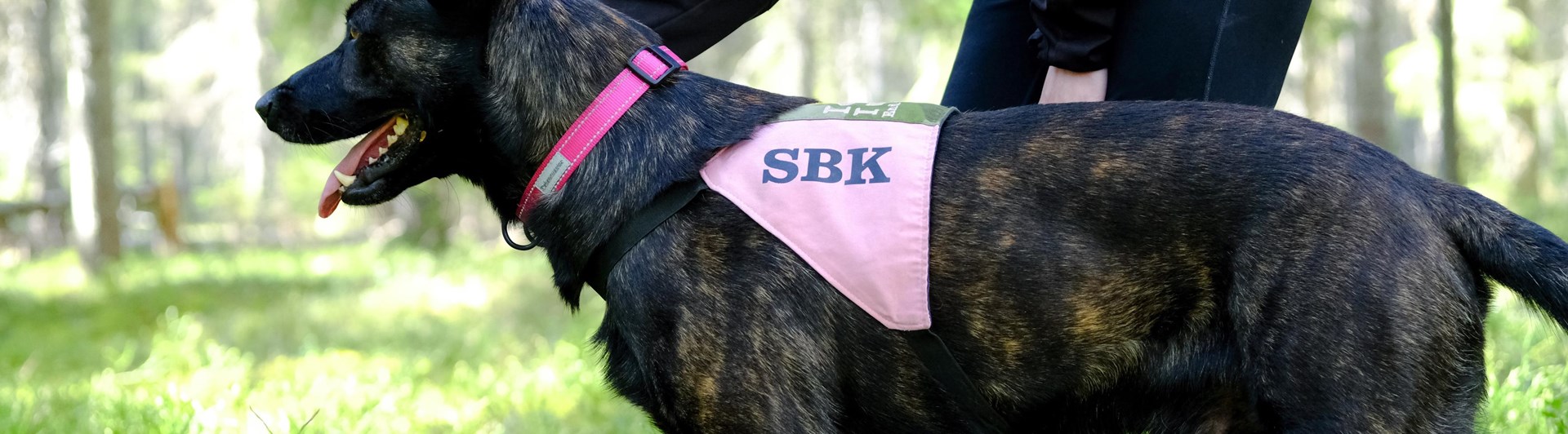Hund i skogen med SBK täcke inför sök eller uppletande