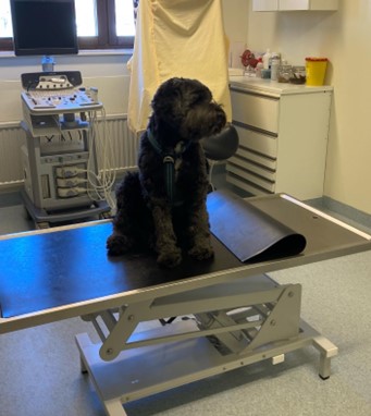 Svart mellanstor hund sitter på undersökningsbord i veterinärmottagning