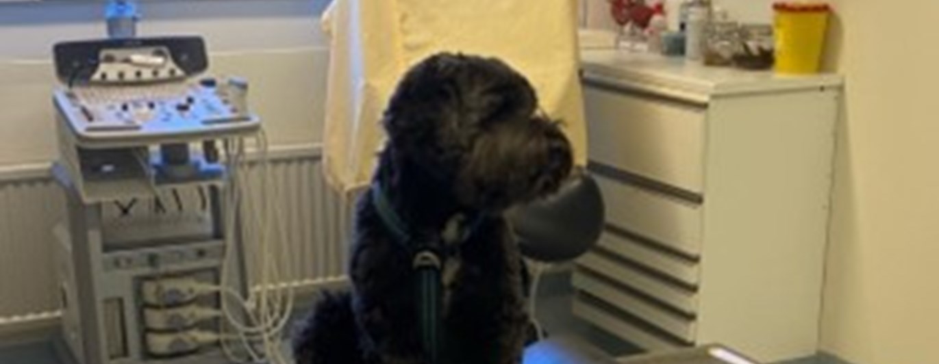 Svart mellanstor hund sitter på undersökningsbord i veterinärmottagning