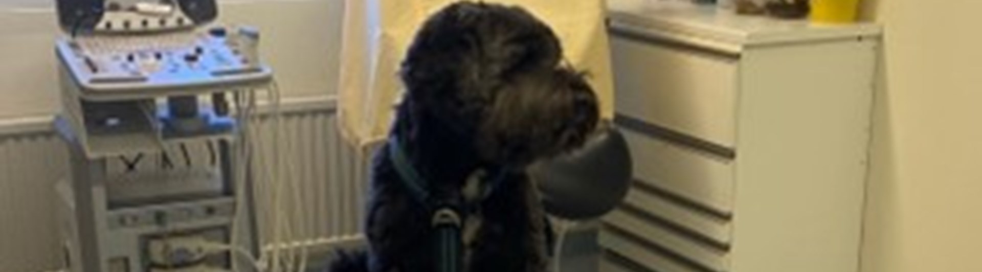 Svart mellanstor hund sitter på undersökningsbord i veterinärmottagning