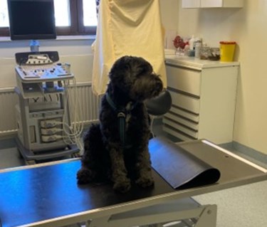 Svart mellanstor hund sitter på undersökningsbord i veterinärmottagning