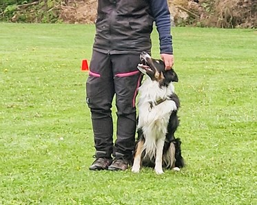 Hund sitter bredvid sin människa och tottar uppmärksamt uppåt