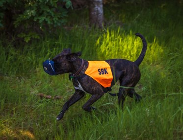 Hund apporterar