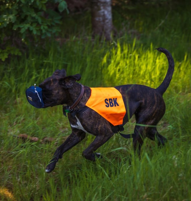 Hund apporterar