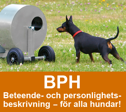 Bild BPH - Beteende och personlighetsbeskrivning hund