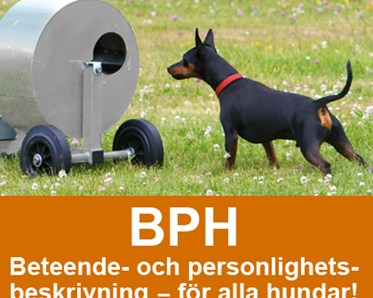 Bild BPH - Beteende och personlighetsbeskrivning hund