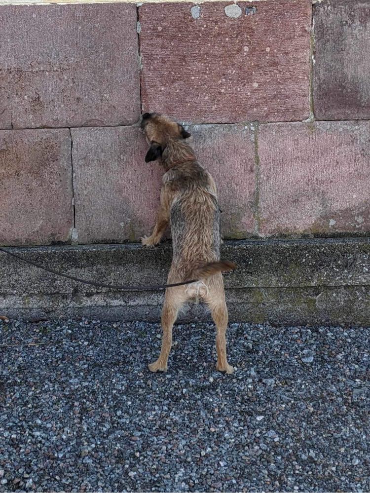 Seppo markerar
Foto: Magdalena Haeger 