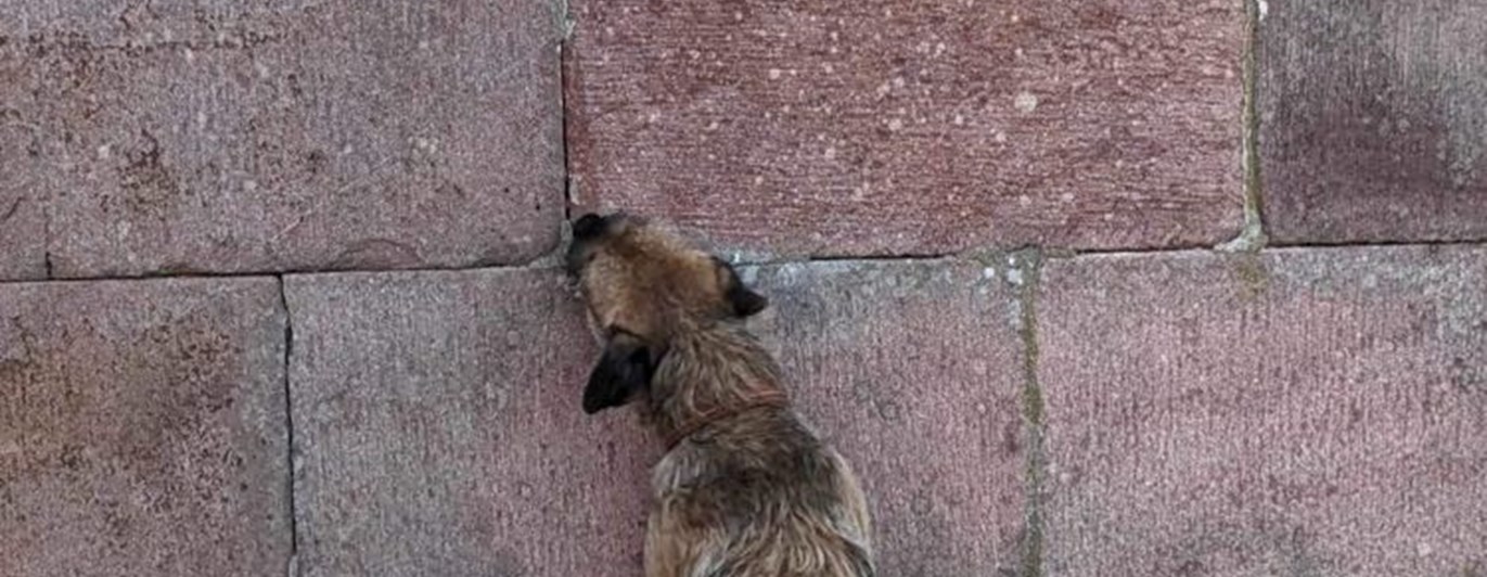 Seppo markerar
Foto: Magdalena Haeger