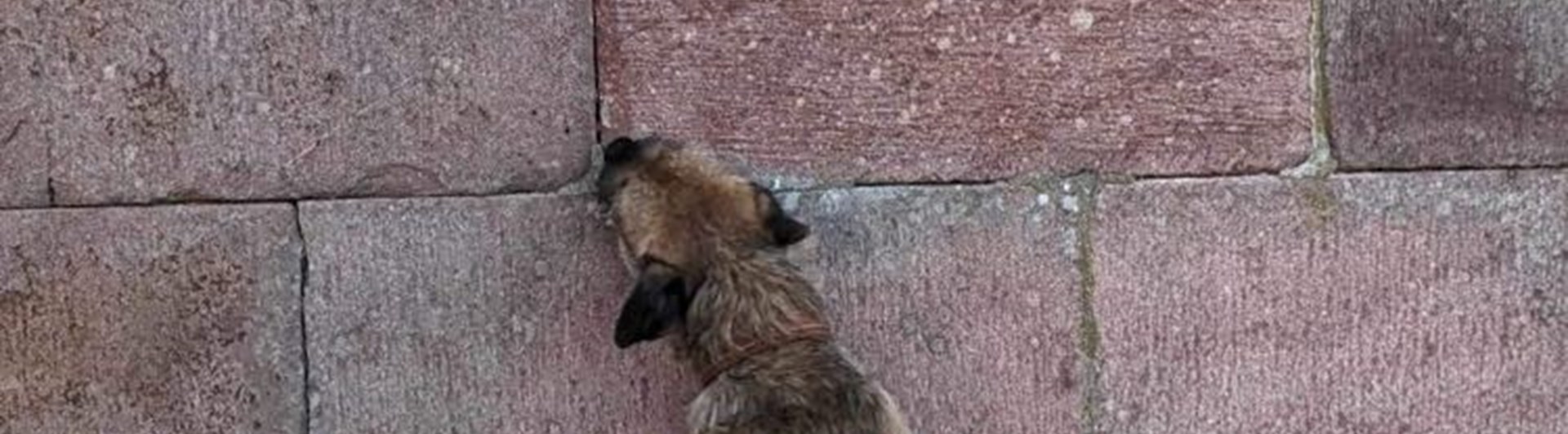 Seppo markerar
Foto: Magdalena Haeger