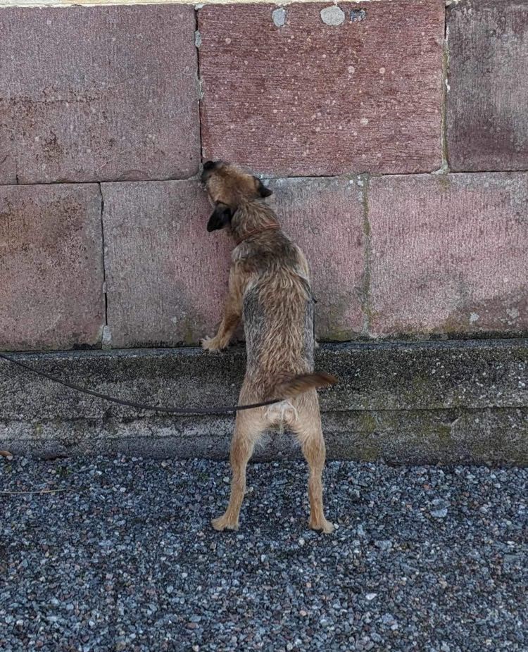 Seppo markerar
Foto: Magdalena Haeger