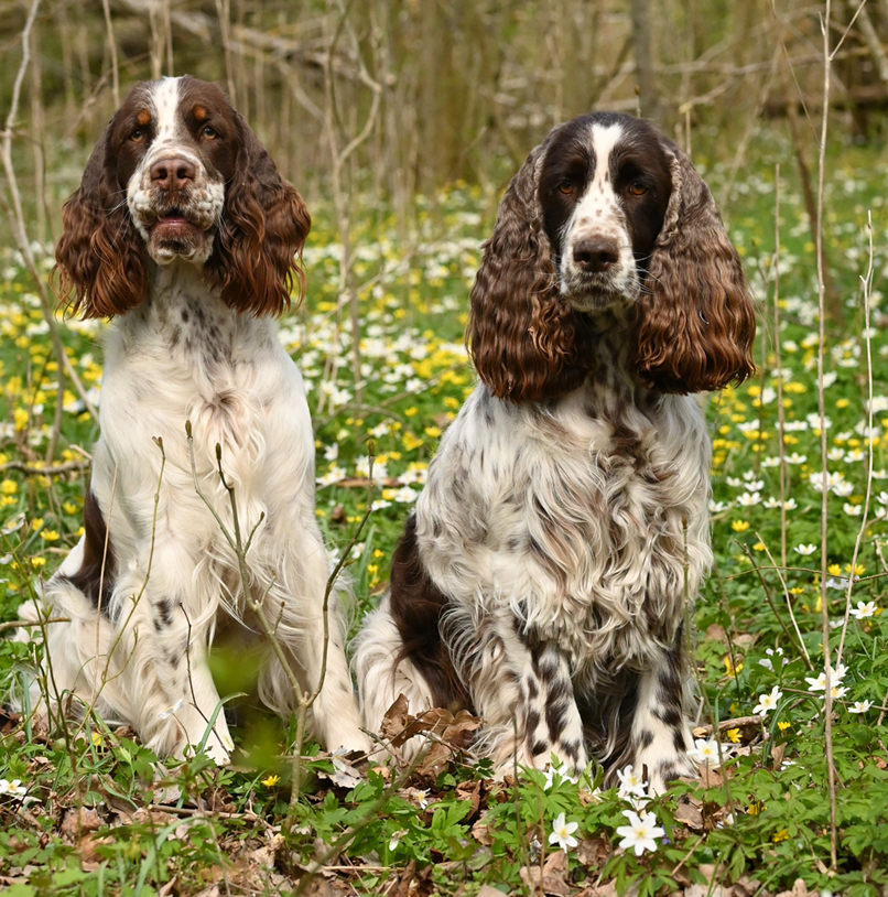Ölands Brukshundklubb hundseniorer