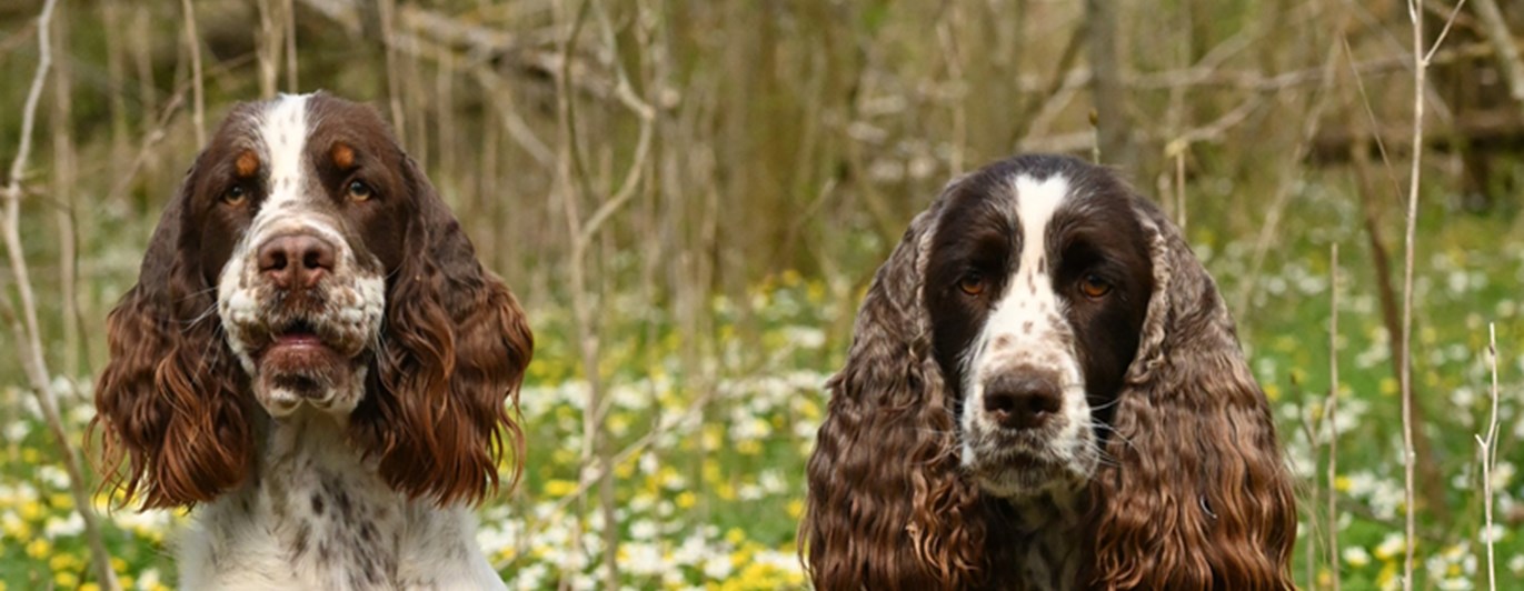 Ölands Brukshundklubb hundseniorer