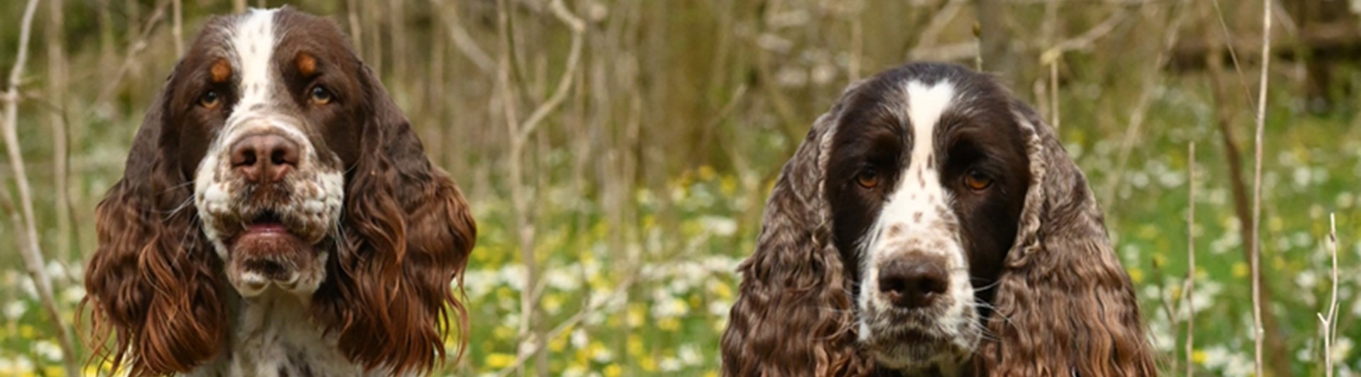 Ölands Brukshundklubb hundseniorer