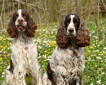 Ölands Brukshundklubb hundseniorer