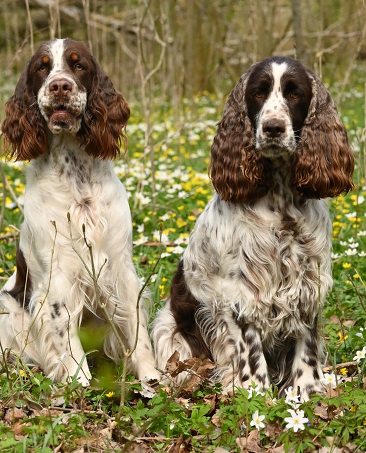 Ölands Brukshundklubb hundseniorer