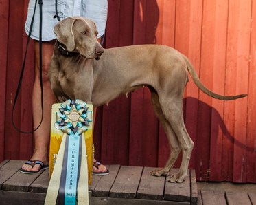 Weimaraner med prisrosett