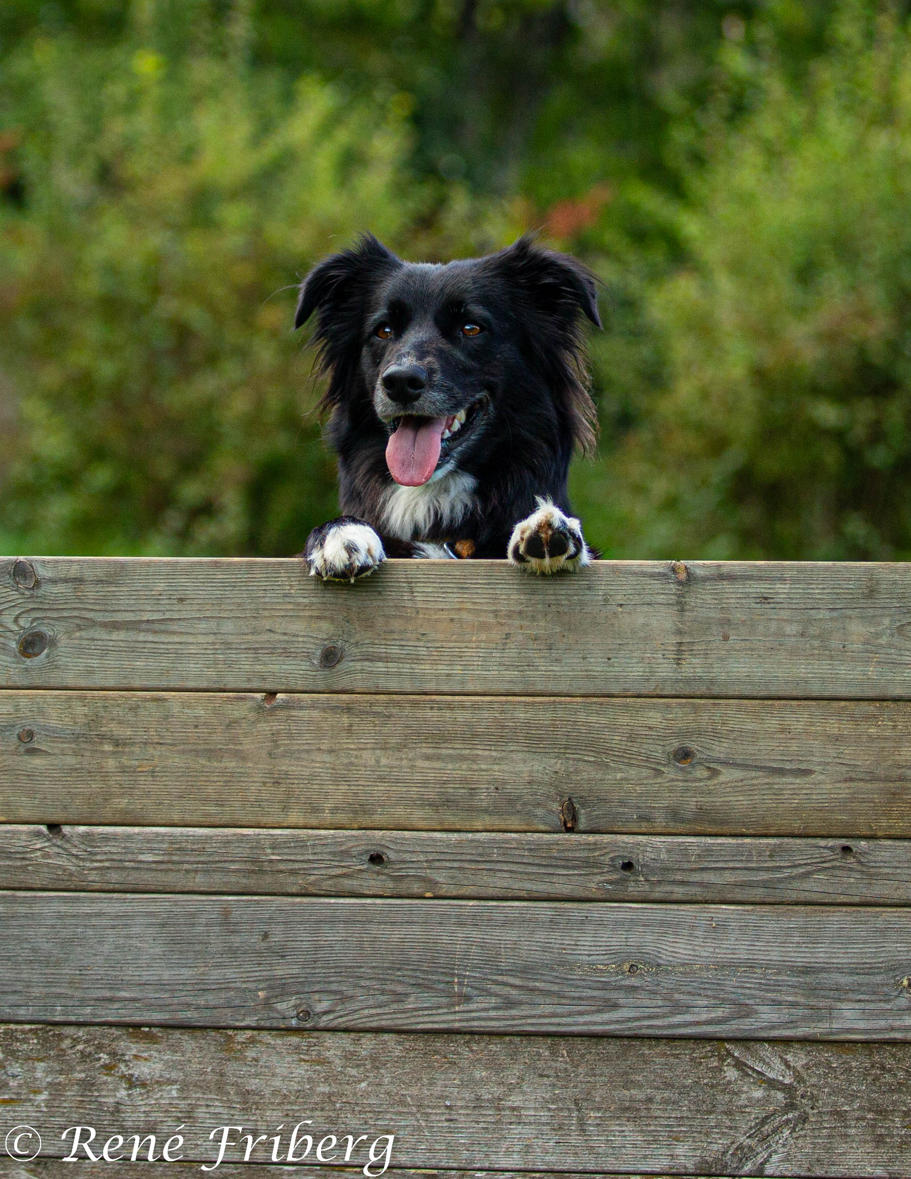 Aussie står med tassarna på ett hinder