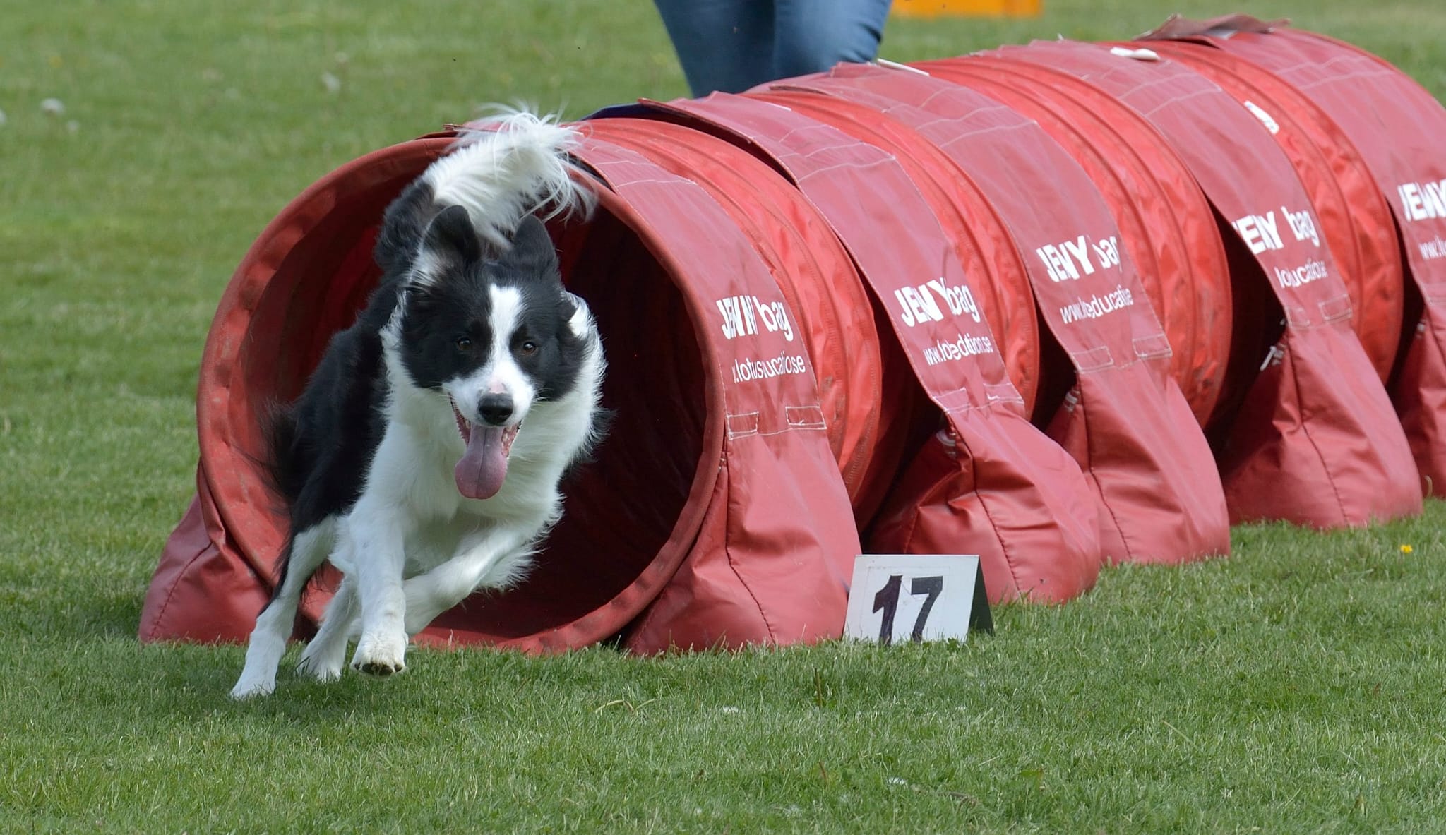 Border Collie som springer ut ur agilitytunnel, glad med öppen mun