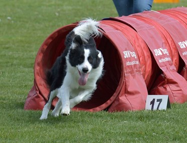 Border Collie som springer ut ur agilitytunnel, glad med öppen mun