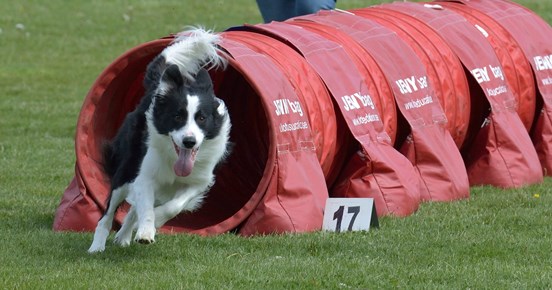 Border Collie som springer ut ur agilitytunnel, glad med öppen mun
