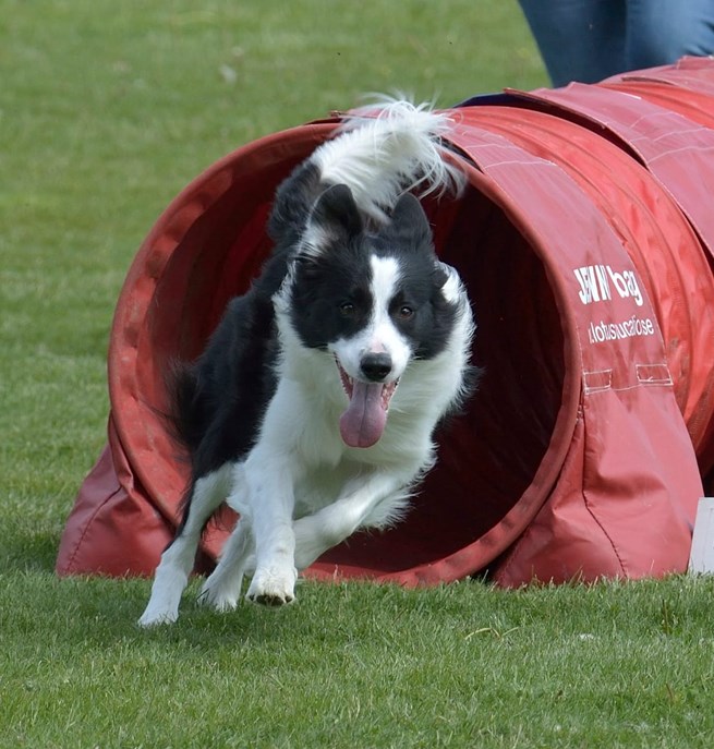 Border Collie som springer ut ur agilitytunnel, glad med öppen mun