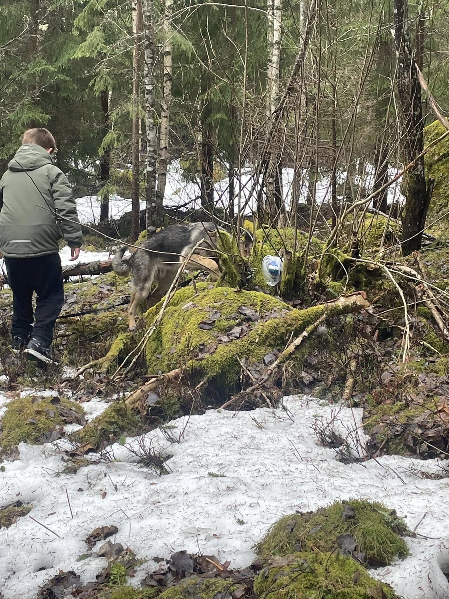 Påskäggsjakt med schäferhund.