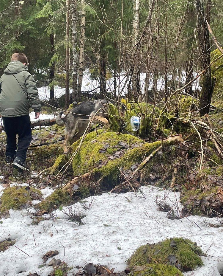 Påskäggsjakt med schäferhund.