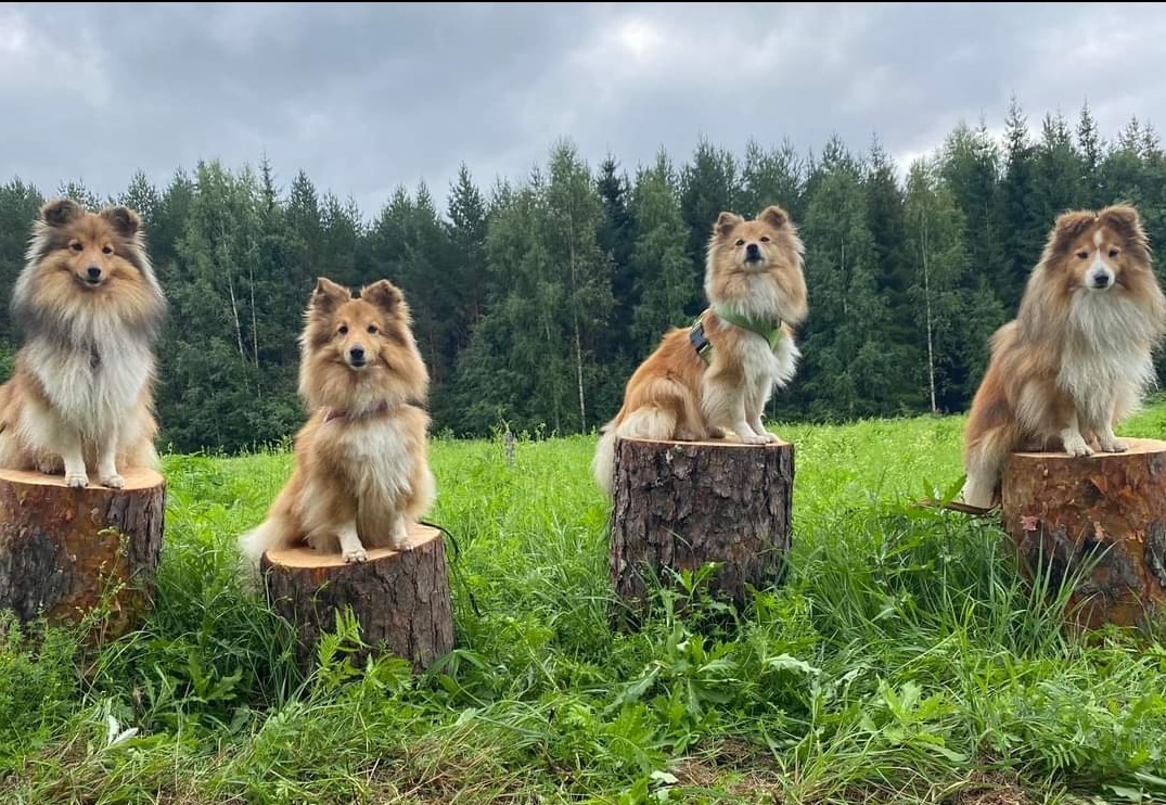 Hundar uppradade på Falu BK´s aktivitetsbana