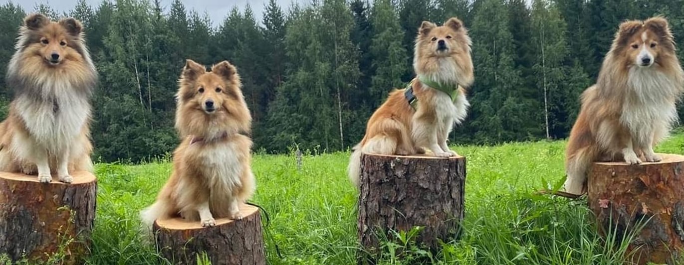 Hundar uppradade på Falu BK´s aktivitetsbana