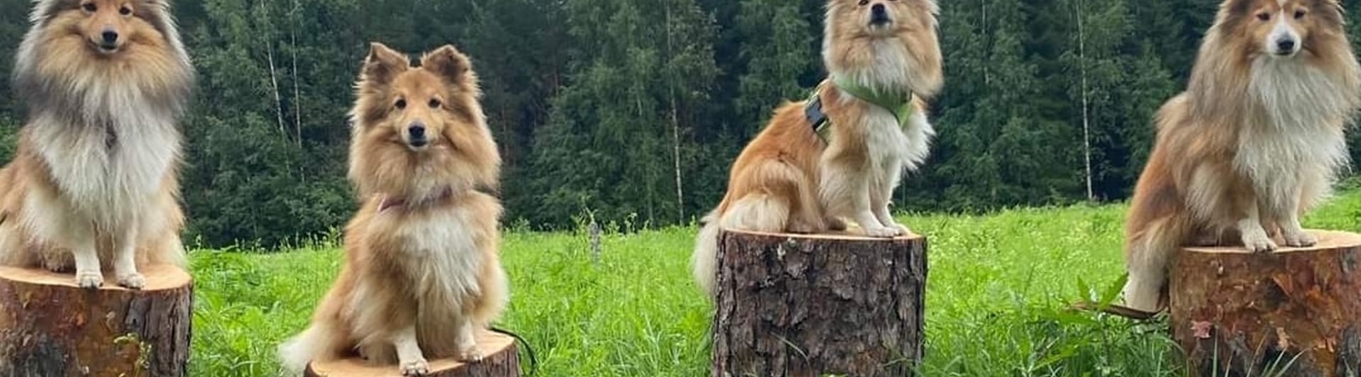 Hundar uppradade på Falu BK´s aktivitetsbana