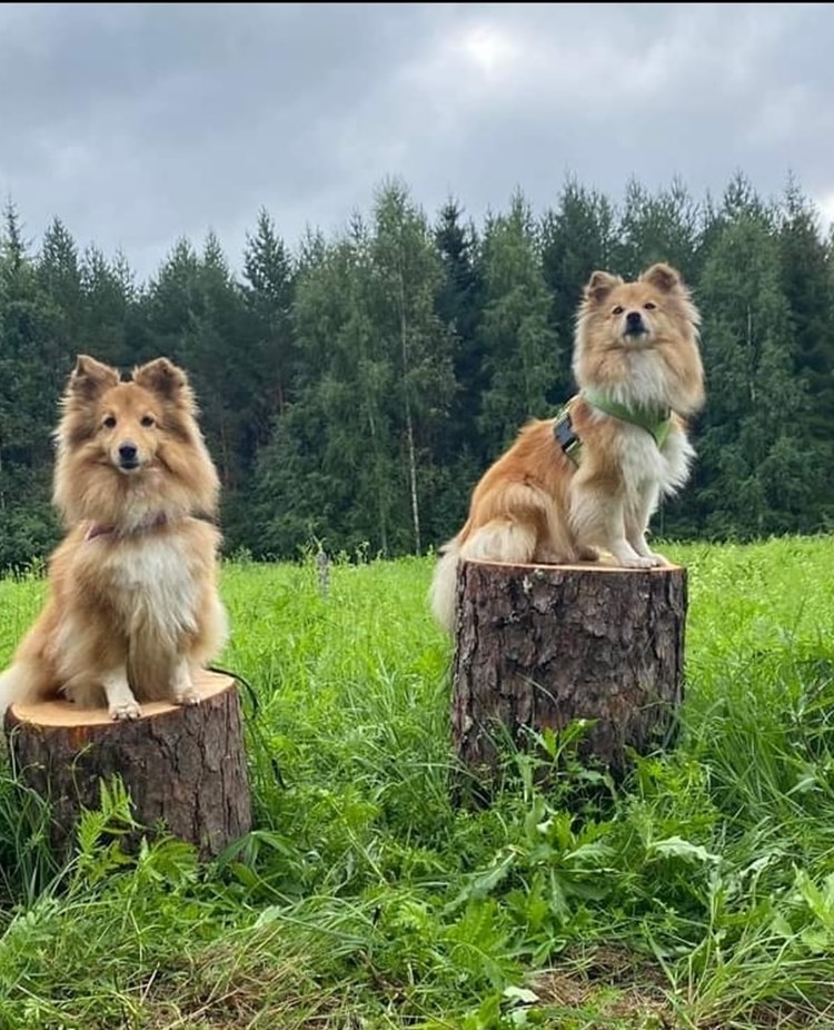 Hundar uppradade på Falu BK´s aktivitetsbana