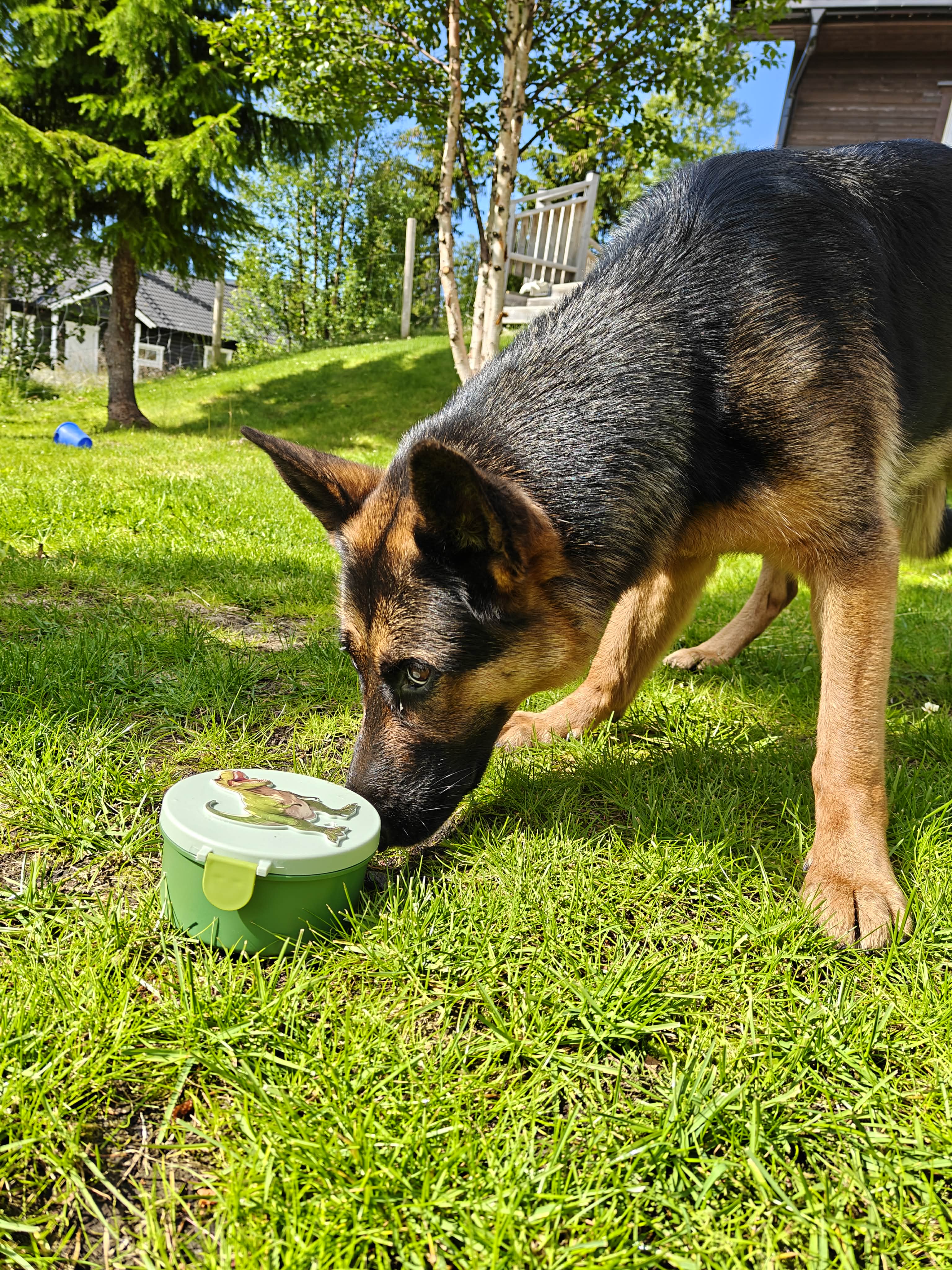 Hund som luktar på en burk i nosework