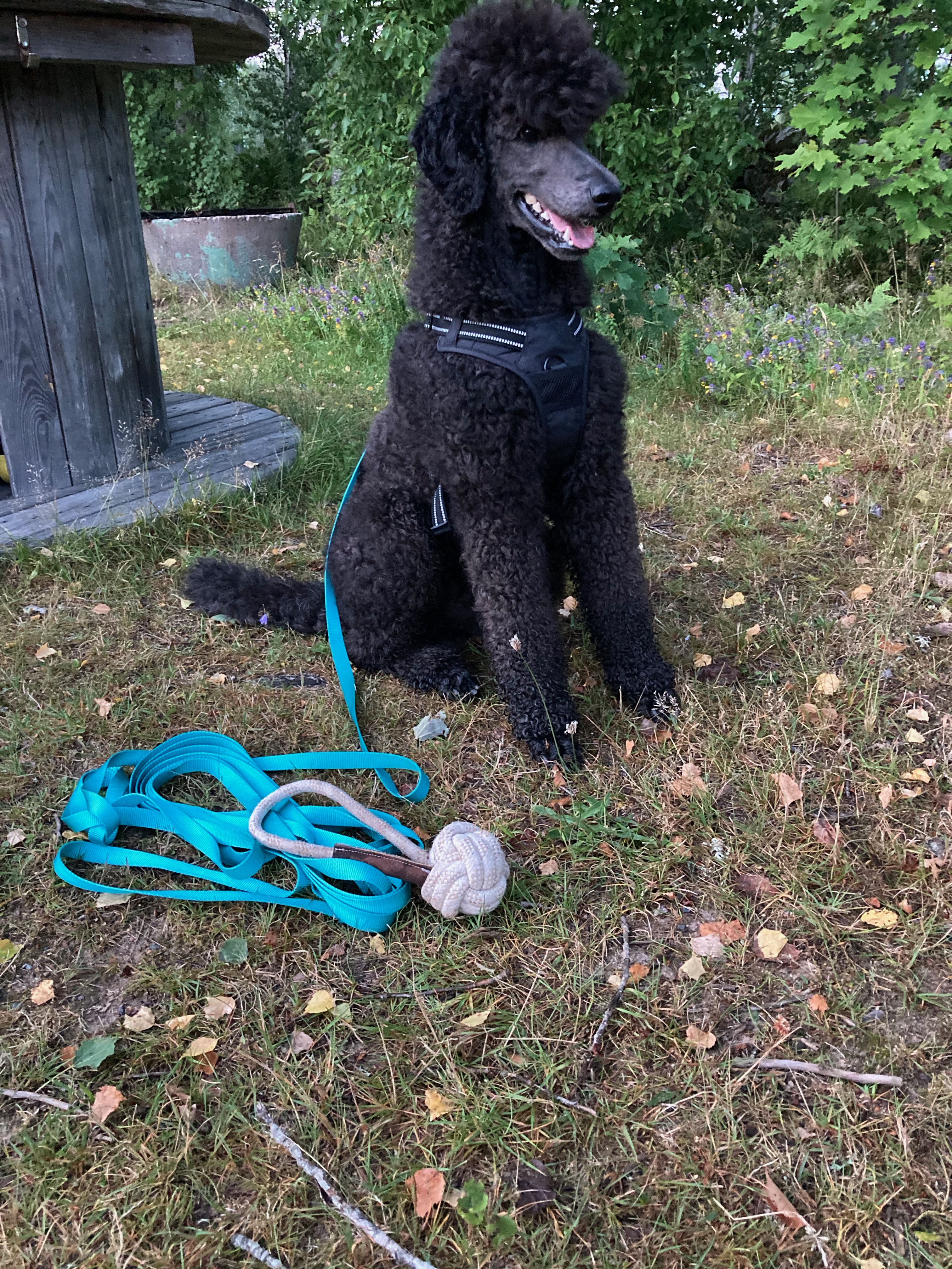 Sittande hund med långlina