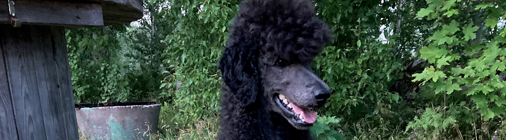 Sittande hund med långlina